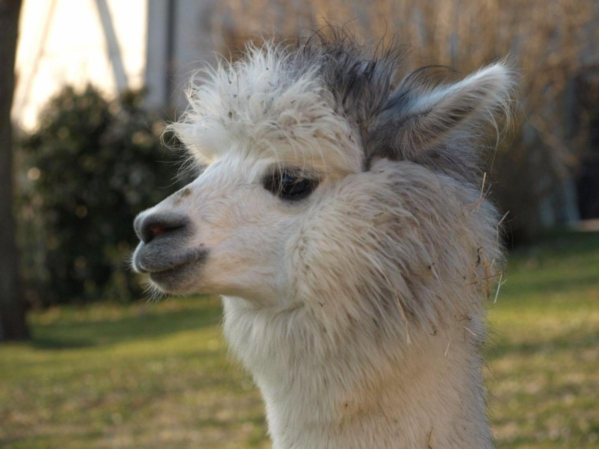 Agriturismo Il Beccafico Alpaca Mengara Exterior photo